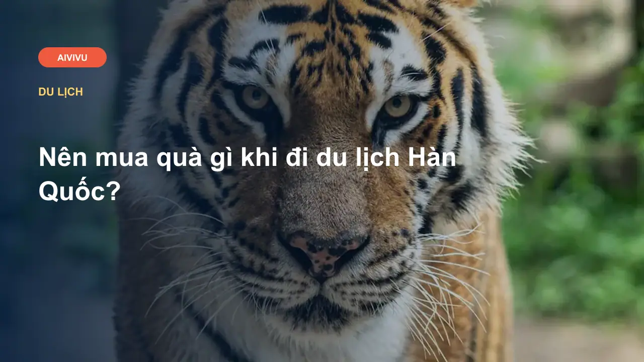 Nên mua quà gì khi đi du lịch Hàn Quốc?